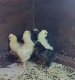 Pulcini moroseta vari colori