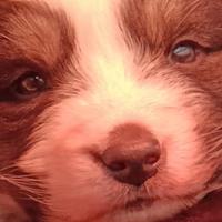 Cucciolina Pastore Australiano
