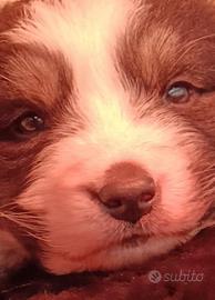 Cucciolina Pastore Australiano