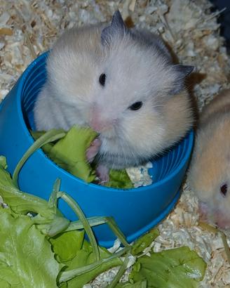 cuccioli di criceti