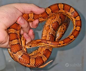 Pantherophis Guttatus + Teca