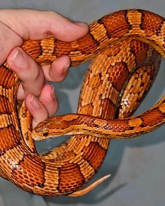 Pantherophis Guttatus + Teca