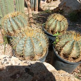 lotto 7 ferocactus glaucescens 