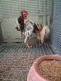 Gallo serama