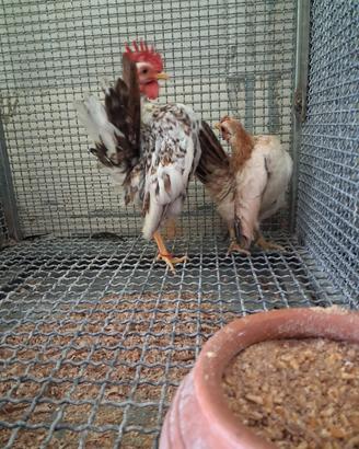 Gallo serama