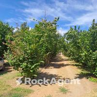 TERRENO NOCCIOLETO E CASALETTO