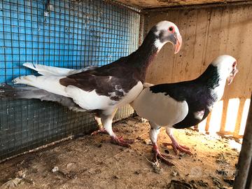 Colombi Bagadesi dì Norimberga coppia