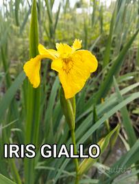 IRIS GIALLO 🪷🪷