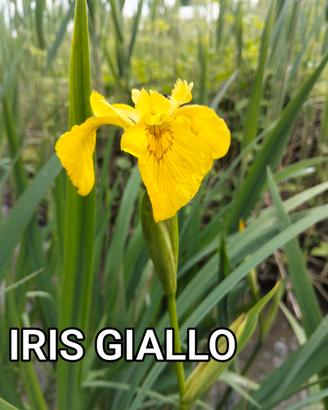 IRIS GIALLO 🪷🪷