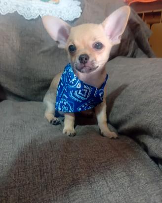Maschietto di chihuahua disponibile ds ottobre e s