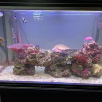 Acquario marino