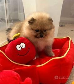 Cuccioli di spitz pomerania M e F