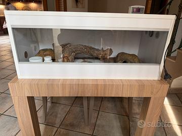 Terrario per Geco Leopardino
