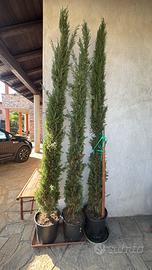 Cipressi Toscani