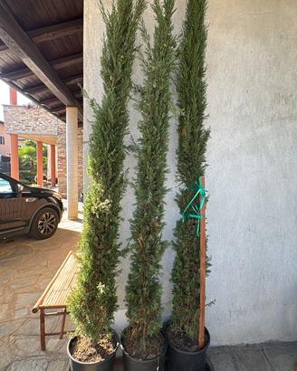 Cipressi Toscani