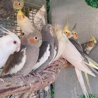 Pappagalli calopsite