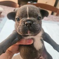 Bulldog francese b f