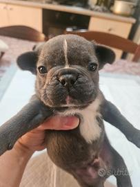 Bulldog francese b f