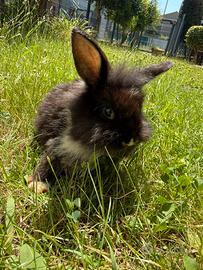 Cuccioli di coniglio