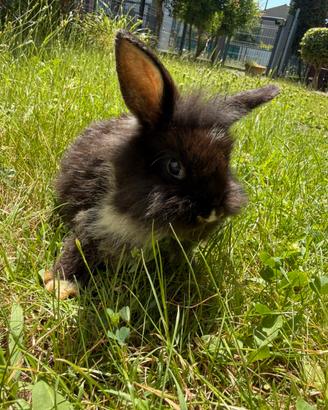 Cuccioli di coniglio