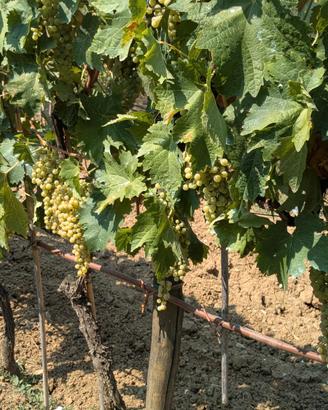 Uva da vino