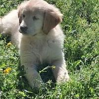 Cuccioli di Golden retriever con pedigree enci