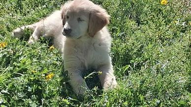 Cuccioli di Golden retriever con pedigree enci
