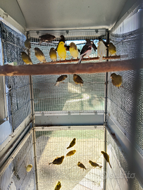 Canarine femmine 2025