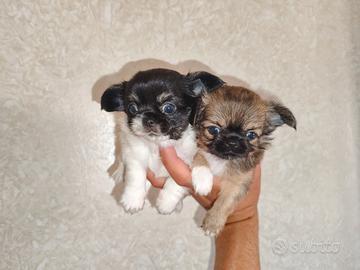 Cuccioli di chihuahua taglia piccola