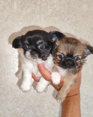 Cuccioli di chihuahua taglia piccola