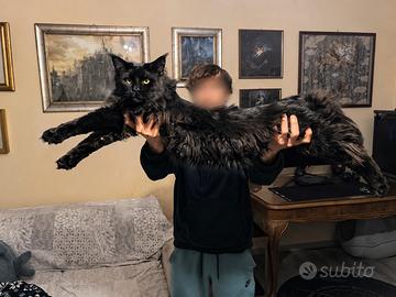 Maine coon da monta