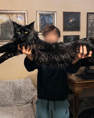 Maine coon da monta