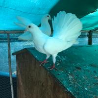 Colombi bianchi pavoncelli