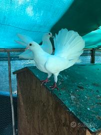 Colombi bianchi pavoncelli