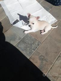 Chihuahua mini toy maschio