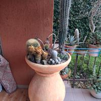 PIANTE GRASSE / CACTUS in grande ciotola su giara