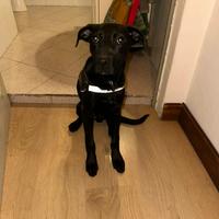 Urg3nt3 cucciolo di 6 mesi