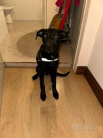 Urg3nt3 cucciolo di 6 mesi