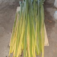 Palme intrecciate/curine