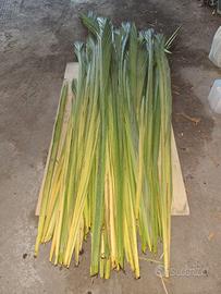 Palme intrecciate/curine