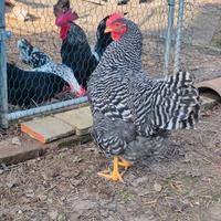 Gallina amrock più un gallo LEGGI