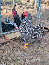 Gallina amrock più un gallo LEGGI