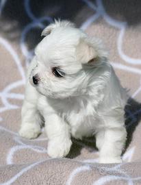 Cuccioli di maltese