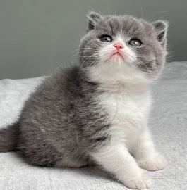 BRITISH SHORTHAIR CUCCIOLI BIANCO E BLU - pag rate