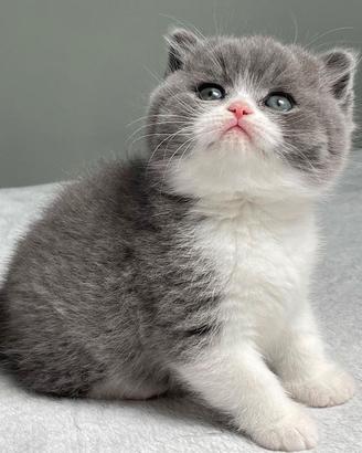 BRITISH SHORTHAIR CUCCIOLI BIANCO E BLU - pag rate