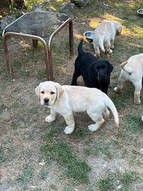 Cuccioli Labrador