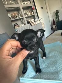 Cuccioli chihuahua Toy