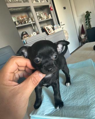 Cuccioli chihuahua Toy