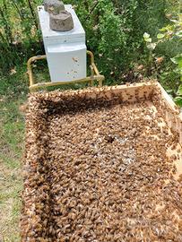 Api Ligustica su 6 favi a Lucera (FG)