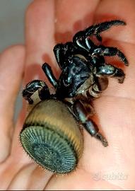Cyclocosmia latusicosta